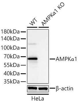 Western blot analysis of lysates from wild type (WT) and AMPKα1 knockout (KO) HeLa cells using [KO Validated] AMPKα1 Rabbit mAb (A28094) at 1:5000 dilution incubated overnight at 4℃.|Secondary antibody: HRP-conjugated Goat anti-Rabbit IgG (H+L) (AS014) at 1:10000 dilution.|Lysates/proteins: 25 μg per lane.|Blocking buffer: 3% nonfat dry milk in TBST.|Detection: ECL Basic Kit (RM00020).|Exposure time: 20s.
