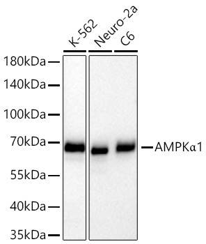 Western blot analysis of various lysates using [KO Validated] AMPKα1 Rabbit mAb at 1:12000 dilution incubated at room temperature for 1.5 hours.|Secondary antibody: HRP-conjugated Goat anti-Rabbit IgG (H+L) at 1:10000 dilution.|Lysates/proteins: 25 μg per lane.|Blocking buffer: 3% nonfat dry milk in TBST.|Detection: ECL Basic Kit.|Exposure time: 90s.
