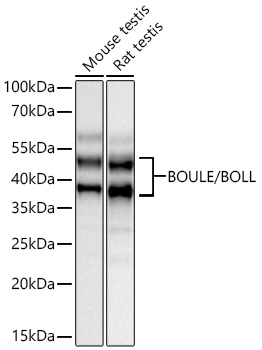Western blot analysis of various lysates using BOULE/BOLL Rabbit mAb at 1:13000 dilution incubated overnight at 4℃.|Secondary antibody: HRP-conjugated Goat anti-Rabbit IgG (H+L) at 1:10000 dilution.|Lysates/proteins: 25 μg per lane.|Blocking buffer: 3% nonfat dry milk in TBST.|Detection: ECL Basic Kit.|Exposure time: 20s.