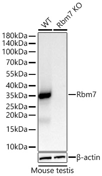 Western blot analysis of lysates from wild type (WT) and Rbm7 knockout (KO)  mouse testis using [KO Validated] Rbm7 Rabbit mAb (A27655) at 1:5000 dilution incubated at room temperature for 1.5 hours.|Secondary antibody: HRP-conjugated Goat anti-Rabbit IgG (H+L) (AS014) at 1:10000 dilution.|Lysates/proteins: 25 μg per lane.|Blocking buffer: 3% nonfat dry milk in TBST.|Detection: ECL Basic Kit (RM00020).|Exposure time: 60s.|WB samples for antibody validation are kindly provided by Dr. Shaorong Gao.