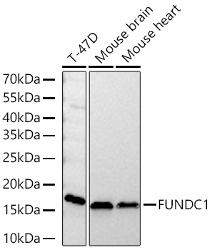 Western blot analysis of various lysates using FUNDC1 Rabbit mAb at 1:13000 dilution incubated at room temperature for 1.5 hours.|Secondary antibody: HRP-conjugated Goat anti-Rabbit IgG (H+L) at 1:10000 dilution.|Lysates/proteins: 25 μg per lane.|Blocking buffer: 3% nonfat dry milk in TBST.|Detection: ECL Basic Kit.|Exposure time: 90s.