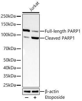 Western blot analysis of lysates from Jurkat cells using PARP1 Rabbit mAb at 1:13000 dilution incubated at room temperature for 1.5 hours. Jurkat cells were treated with Etoposide (25 μM) at 37℃ for 5 hours.|Secondary antibody: HRP-conjugated Goat anti-Rabbit IgG (H+L) at 1:10000 dilution.|Lysates/proteins: 30 μg per lane.| Blocking buffer: 3% nonfat dry milk in TBST.| Detection: ECL Basic Kit.| Exposure time: 20s.
