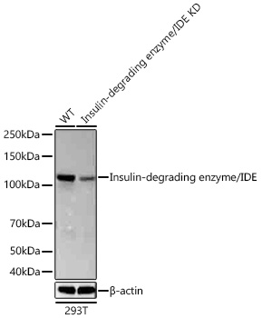 Western blot analysis of lysates from wild type (WT) and Insulin-degrading enzyme/IDE knockdown (KD) 293T cells using [KD Validated] Insulin-degrading enzyme/IDE Rabbit mAb (A27957) at 1:6000 dilution incubated overnight at 4℃.|Secondary antibody: HRP-conjugated Goat anti-Rabbit IgG (H+L) (AS014) at 1:10000 dilution.|Lysates/proteins: 25 μg per lane.|Blocking buffer: 3% nonfat dry milk in TBST.|Detection: ECL Basic Kit (RM00020).|Exposure time: 20s.