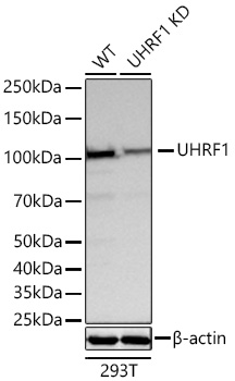 Western blot analysis of lysates from wild type (WT) and UHRF1 knockdown (KD) 293T cells using [KD Validated] UHRF1 Rabbit mAb (A27743) at 1:22000 dilution incubated overnight at 4℃.|Secondary antibody: HRP-conjugated Goat anti-Rabbit IgG (H+L) (AS014) at 1:10000 dilution.|Lysates/proteins: 25 μg per lane.|Blocking buffer: 3% nonfat dry milk in TBST.|Detection: ECL Basic Kit (RM00020).|Exposure time: 20s.