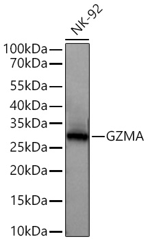 Western blot analysis of NK-92 cells using GZMA Rabbit mAb at 1:10000 dilution incubated overnight at 4℃.|Secondary antibody: HRP-conjugated Goat anti-Rabbit IgG (H+L) at 1:10000 dilution.|Lysates/proteins: 25 μg per lane.|Blocking buffer: 3% nonfat dry milk in TBST.|Detection: ECL Basic Kit.|Exposure time: 30s.