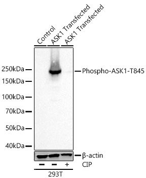 Western blot analysis of lysates from wild type (WT) and 293T cells transfected with ASK1 using Phospho-ASK1-T845 Rabbit mAb at 1:5000 dilution incubated overnight at 4℃.293T cells transfected with ASK1 were treated by CIP (20uL/400ul) at 37℃ for 1 hour.|Secondary antibody: HRP-conjugated Goat anti-Rabbit IgG (H+L) at 1:10000 dilution.|Lysates/proteins: 30 μg per lane.|Blocking buffer: 3% nonfat dry milk in TBST.|Detection: ECL Basic Kit|.Exposure time: 5s.