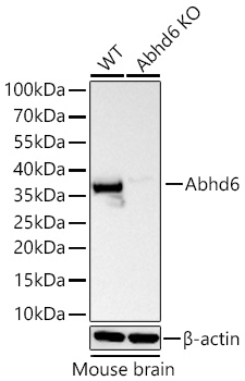 Western blot analysis of lysates from wild type (WT) and Abhd6 knockout (KO) Mouse brain using [KO Validated] Abhd6 Rabbit mAb (A27794) at 1:6000 dilution incubated overnight at 4℃.|Secondary antibody: HRP-conjugated Goat anti-Rabbit IgG (H+L) (AS014) at 1:10000 dilution.|Lysates/proteins: 25 μg per lane.|Blocking buffer: 3% nonfat dry milk in TBST.|Detection: ECL Basic Kit (RM00020).|Exposure time: 20s.