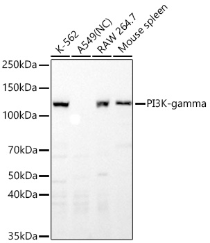 Western blot analysis of various lysates using PI3K-gamma Rabbit mAb at 1:5000 dilution incubated at room temperature for 1.5 hours.|Secondary antibody: HRP-conjugated Goat anti-Rabbit IgG (H+L) at 1:10000 dilution.|Lysates/proteins: 25 μg per lane.|Blocking buffer: 3% nonfat dry milk in TBST.|Detection: ECL Basic Kit.|Negative control (NC): A549|Exposure time: 90s.