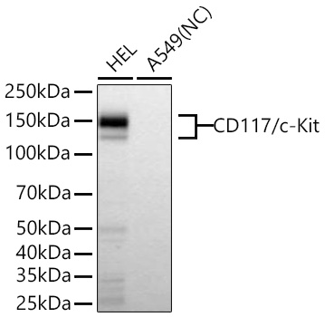 Western blot analysis of various lysates using CD117/c-Kit Rabbit mAb at 1:5000 dilution incubated overnight at 4℃.|Secondary antibody: HRP-conjugated Goat anti-Rabbit IgG (H+L) at 1:10000 dilution.|Lysates/proteins: 25 μg per lane.|Blocking buffer: 3% nonfat dry milk in TBST.|Detection: ECL Basic Kit.|Negative control (NC): A549|Exposure time: 20s.