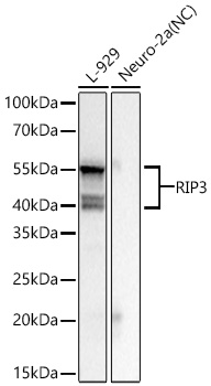 Western blot analysis of various lysates using RIP3 Rabbit mAb at 1:7000 dilution incubated overnight at 4℃.|Secondary antibody: HRP-conjugated Goat anti-Rabbit IgG (H+L) at 1:10000 dilution.|Lysates/proteins: 25 μg per lane.|Blocking buffer: 3% nonfat dry milk in TBST.|Detection: ECL Basic Kit.|Negative control (NC): Neuro-2a|Exposure time: 1s.