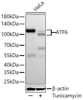 Western blot analysis of lysates from HeLa cells using [KD Validated] ATF6 Rabbit mAb at 1:5000 dilution incubated overnight at 4℃. HeLa cells were treated with Tunicamycin (2 μg/ml) for 1 hours.|Secondary antibody: HRP-conjugated Goat anti-Rabbit IgG (H+L) at 1:10000 dilution.|Lysates/proteins: 30 μg per lane.| Blocking buffer: 3% nonfat dry milk in TBST.| Detection: ECL Basic Kit.| Exposure time: 45s.