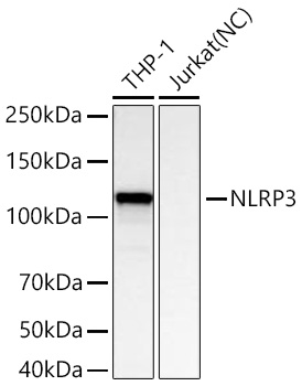 Western blot analysis of various lysates using NLRP3 Rabbit mAb at 1:5000 dilution incubated overnight at 4℃.|Secondary antibody: HRP-conjugated Goat anti-Rabbit IgG (H+L) at 1:10000 dilution.|Lysates/proteins: 30 μg per lane.|Blocking buffer: 3% nonfat dry milk in TBST.|Detection: ECL Basic Kit.|Negative control (NC): Jurkat.|Exposure time: 45 s.