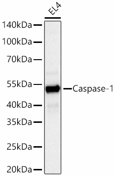 Western blot analysis of lysates from EL4 cells using Caspase-1 Rat mAb at 1:1000 dilution incubated overnight at 4℃.|Secondary antibody: HRP-conjugated Goat anti-Rat IgG (H+L) at 1:10000 dilution.|Lysates/proteins: 25 μg per lane.|Blocking buffer: 3% nonfat dry milk in TBST.|Detection: ECL Basic Kit.|Exposure time: 45s.