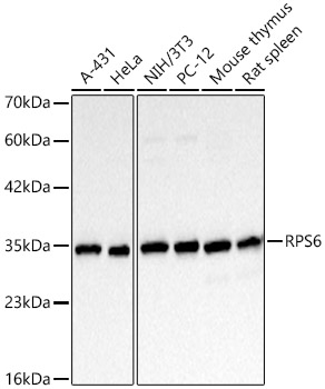 Western blot analysis of various lysates, using RPS6 Mouse mAb at 1:1000 dilution.|Secondary antibody: HRP-conjugated Goat anti-Mouse IgG (H+L) at 1:10000 dilution.|Lysates/proteins: 25μg per lane.|Blocking buffer: 3% nonfat dry milk in TBST.|Detection: ECL Basic Kit.|Exposure time: 20s.