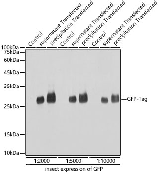 Western blot analysis of insect expressed GFP protein using Mouse anti GFP-Tag mAb at different dilution.|Secondary antibody: HRP-conjugated Goat anti-Mouse IgG (H+L) at 1:10000 dilution.|Lysates/proteins: 25μg per lane.|Blocking buffer: 3% nonfat dry milk in TBST.|Detection: ECL Basic Kit.|Exposure time: 1s.
