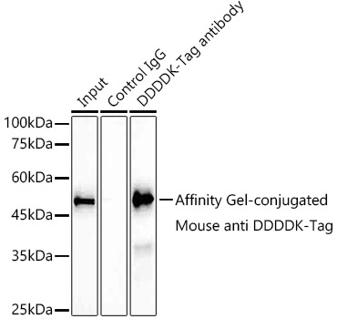 Immunoprecipitation analysis of 300ug extract cell lysate from 293T cells transfected with GSK3B expression vector containing a DDDDK-tag with 30uL Affinity Gel-conjugated Mouse anti DDDDK-Tag mAb {Anti-DDDDK Affinity Gel} (AE061).Western blot was performed from the immunoprecipitate using Rabbit anti DDDDK-Tag antibody at 1:10000 dilution.