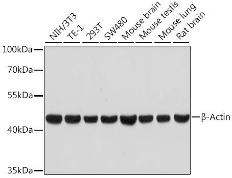 Western blot analysis of various lysates using β-Actin Rabbit mAb (High Dilution) (AC026) at 1:100000 dilution.|Secondary antibody: HRP-conjugated Goat anti-Rabbit IgG (H+L) (AS014) at 1:10000 dilution.|Lysates/proteins: 25μg per lane.|Blocking buffer: 3% nonfat dry milk in TBST.|Detection: ECL Basic Kit (RM00020).|Exposure time: 30s.
