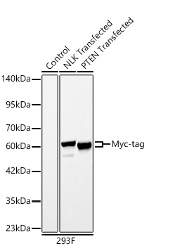 Western blot analysis of lysates from wild type (WT) and 293F cells transfected with NLK-Myc (C-terminal) or PTEN-Myc (C-terminal) using Mouse anti Myc-Tag mAb at 1:10000 dilution incubated overnight at 4℃.|Secondary antibody: HRP-conjugated Goat anti-Mouse IgG (H+L) at 1:10000 dilution.|Lysates/proteins: 30 μg per lane.|Blocking buffer: 3% nonfat dry milk in TBST.|Detection: ECL Basic Kit|.Exposure time: 30s.