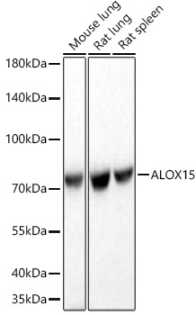 Western blot analysis of various lysates using ALOX15 Rabbit mAb at 1:1000 dilution incubated at room temperature for 1.5 hours.|Secondary antibody: HRP-conjugated Goat anti-Rabbit IgG (H+L) at 1:10000 dilution.|Lysates/proteins: 25 μg per lane.|Blocking buffer: 3% nonfat dry milk in TBST.|Detection: ECL Basic Kit.|Exposure time: 20 s.
