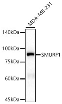 Western blot analysis of lysates from MDA-MB-231 cells, using SMURF1 Mouse mAb at 1:1000 dilution.|Secondary antibody: HRP-conjugated Goat anti-Mouse IgG (H+L) at 1:10000 dilution.|Lysates/proteins: 25μg per lane.|Blocking buffer: 3% nonfat dry milk in TBST.|Detection: ECL Enhanced Kit.|Exposure time: 30s.