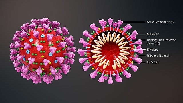 This is a 3D medical animation of Severe acute respiratory syndrome coronavirus 2, derived from a CDC released image. It explains the ultrastructural morphology. This virus has four surface proteins E,S,M & HE labelled in the image. The S protein gives the crown-like appearance, for which the virus is named. The cross-section shows the inner components of the virus. From https://www.scientificanimations.com / CC BY-SA (https://creativecommons.org/licenses/by-sa/4.0)