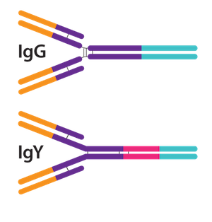 Mammalian Protein Antigen Antibodies