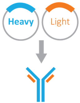 Antibody Basics Recombinant Antibodies