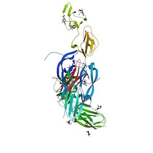 chimeric Antigen Receptor for Immunotherapy