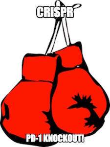 CRISPR Gene Knockout