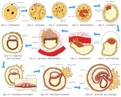 CRISPR Embryo Research