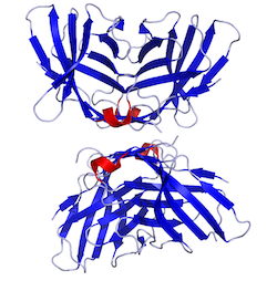CTLA-4 Receptor