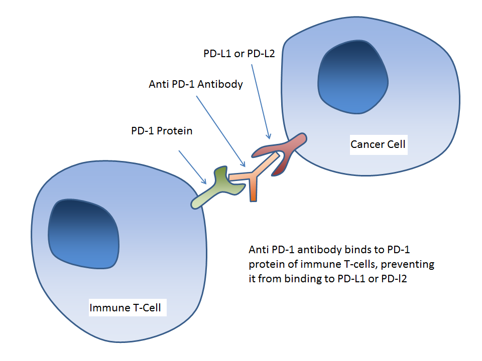 PD-1 Immune Checkpoint