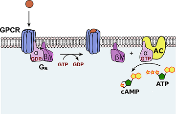 GPCR Pathway