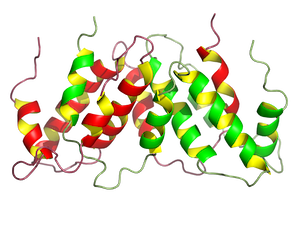 IFN-γ Signalling Pathway