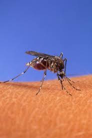 ProSci Blog Antibody Update Mosquito Infection