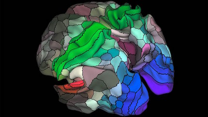 New Human Brain Map