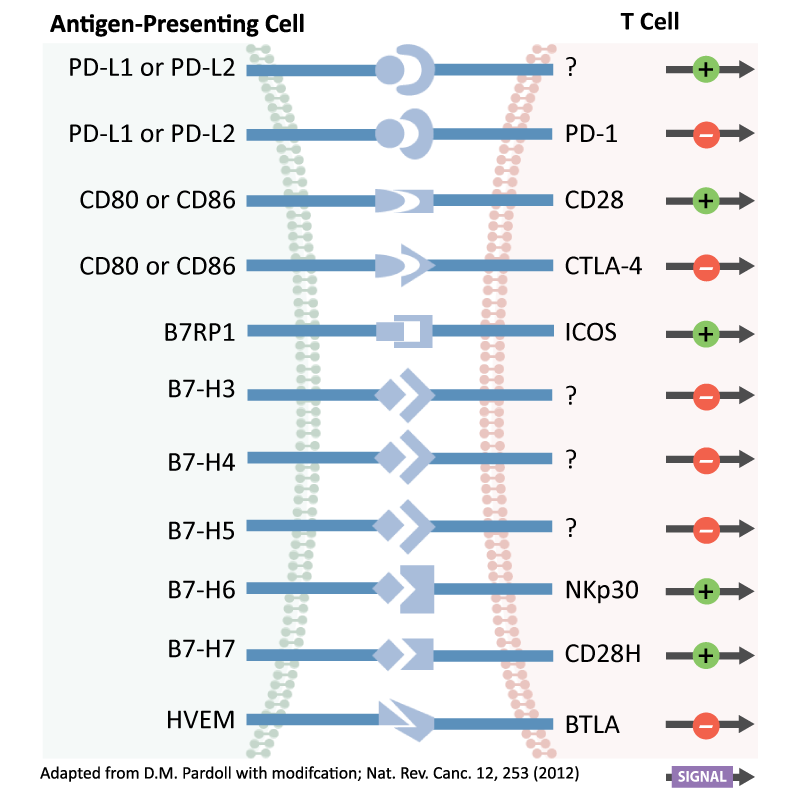 Cancer Immune Checkpoints