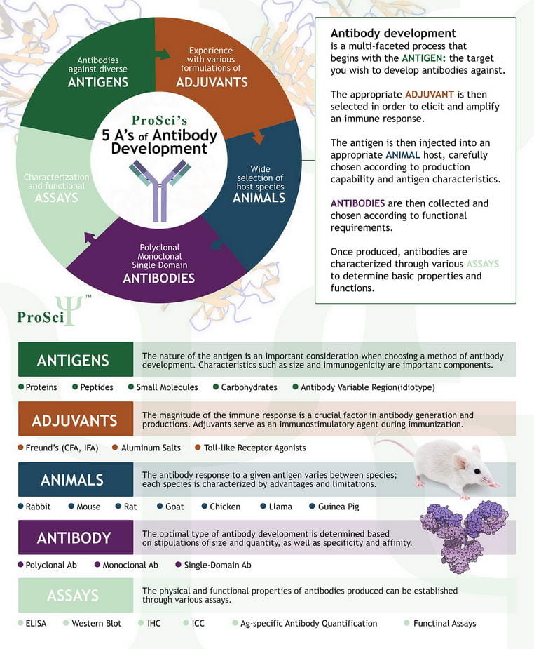Antibody Development Infographic | ProScis 5 As of Antibody Development Infographic