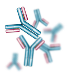 ProSci Blog Antibody Update Antibody Validation