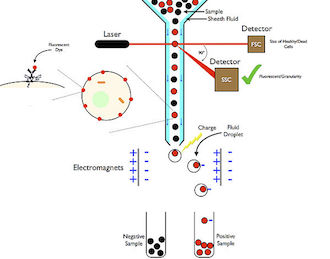 Recombinant Antibodies Flow Cytometry