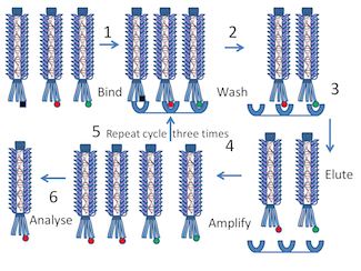 Recombinant Antibody Phage Display