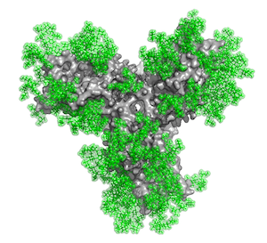 Selecting Glycans as Antigens