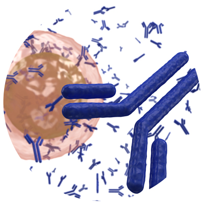 Recombinant Antibody Expression