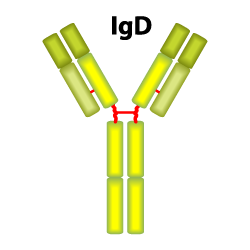 IgD Isotype
