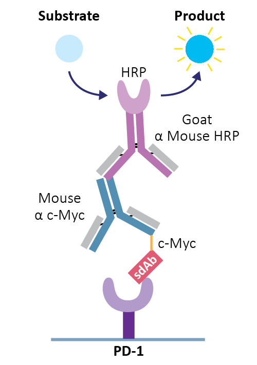 Single Domain Antibody Detection