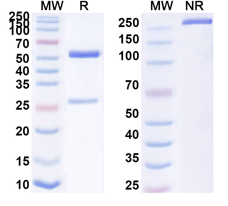 SDS-PAGE for InVivoMAb Anti-REBOV/SEBOV/TAFV/ZEBOV NP/Nucleoprotein Antibody (MJ20)