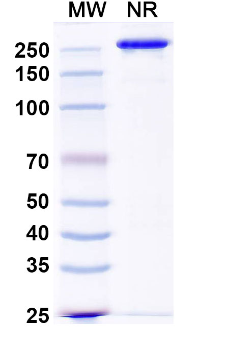 SDS-PAGE for InVivoMAb Anti-SEBOV/ZEBOV GP/Envelope glycoprotein Antibody (Iv0198)
