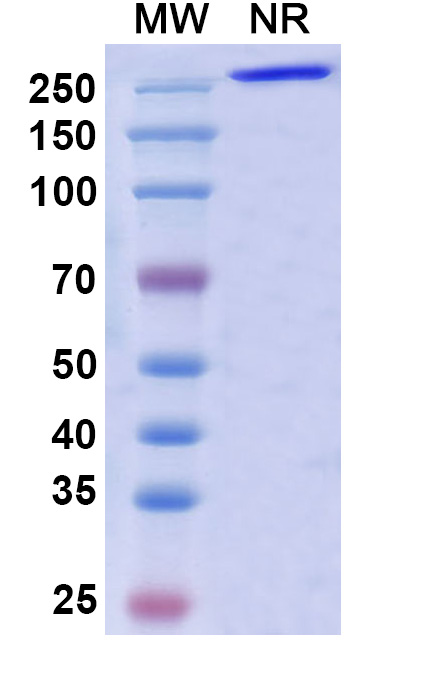 SDS-PAGE for Research Grade Porgaviximab