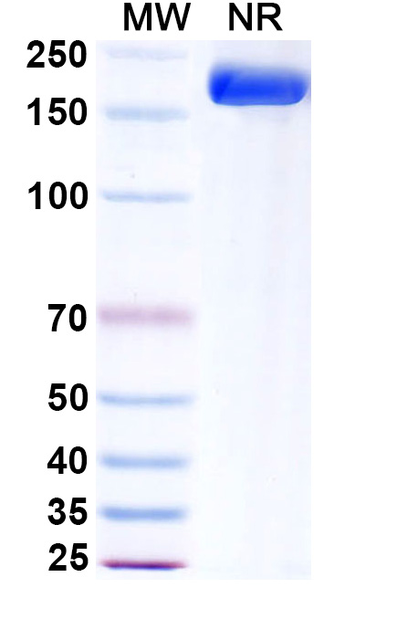 SDS-PAGE for Research Grade Atoltivimab