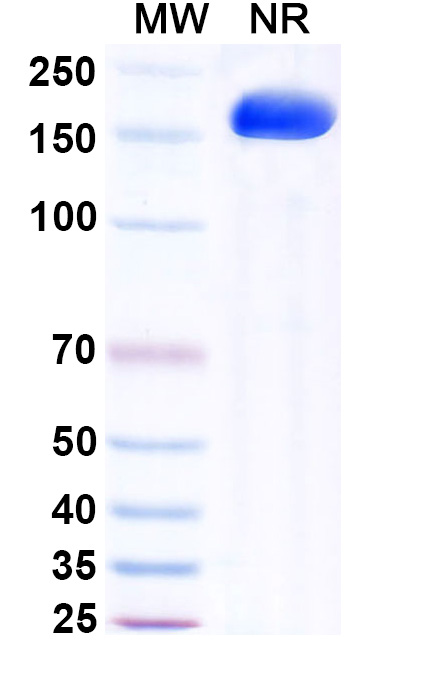 SDS-PAGE for Research Grade Maftivimab